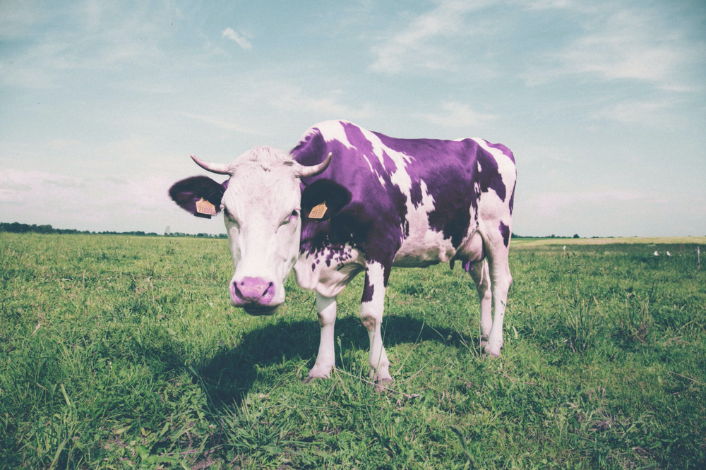 The Key Points From Seth Godin’s book Purple Cow